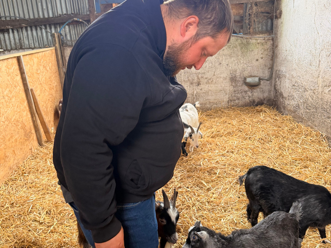 Kinedale Donkeys-Ballynahinch必去景点