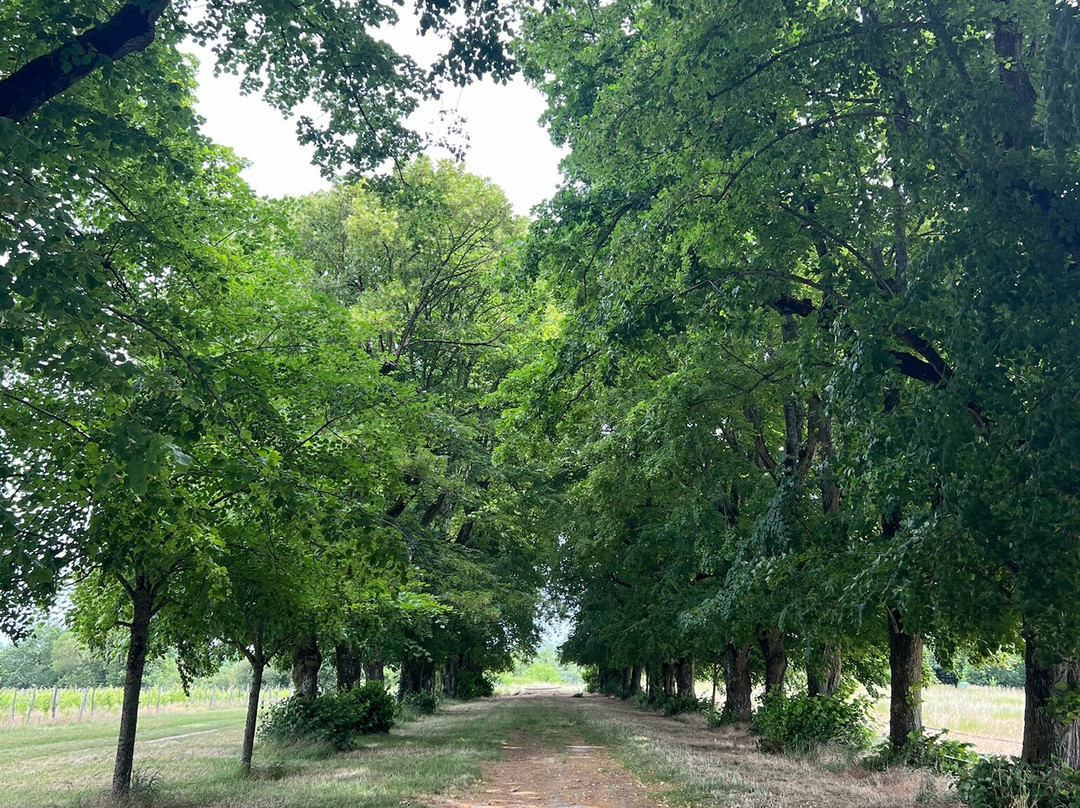 Chateau du Petit Thouars-Saint-Germain-sur-Vienne必去景点