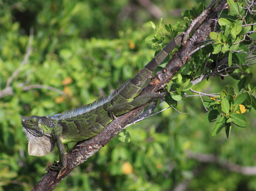 J.N. "Ding" Darling National Wildlife Refuge-萨尼贝尔岛必去景点