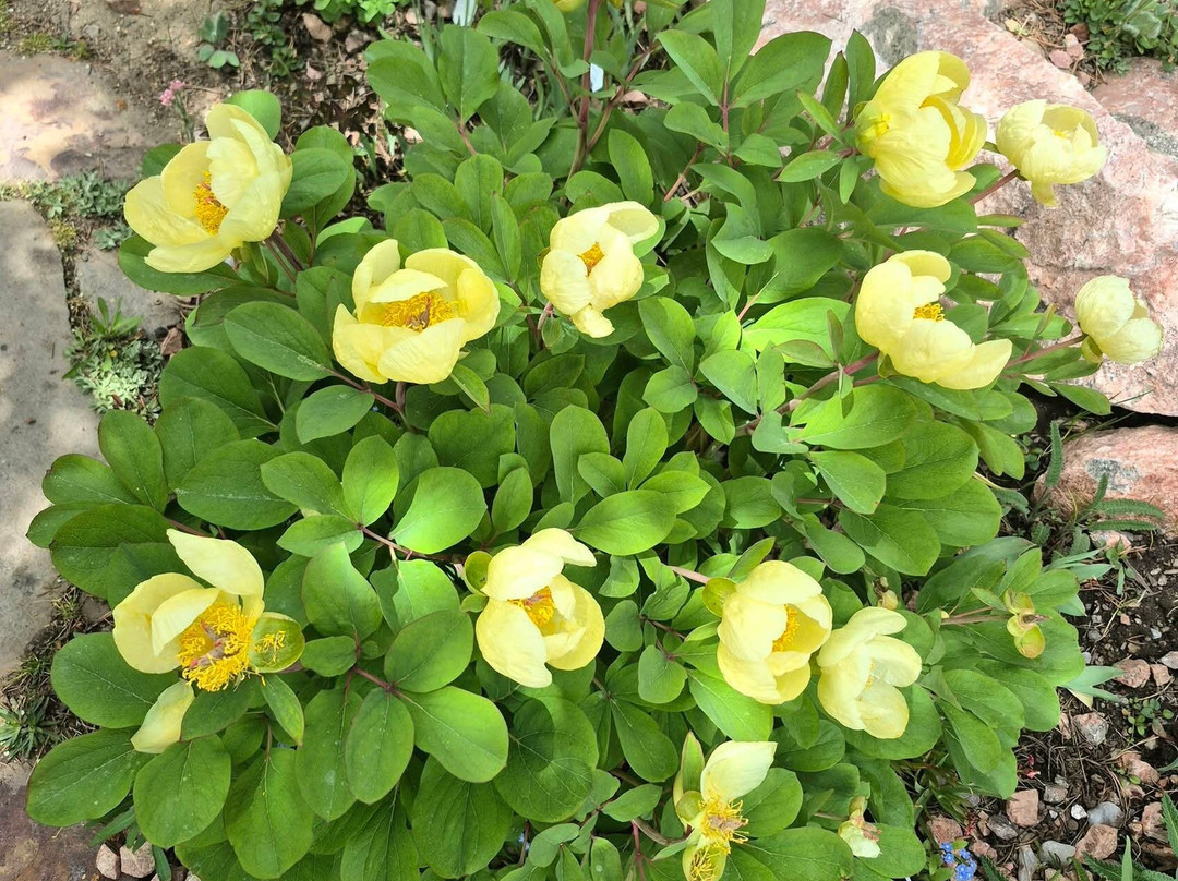 Betty Ford Alpine Gardens-韦尔必去景点