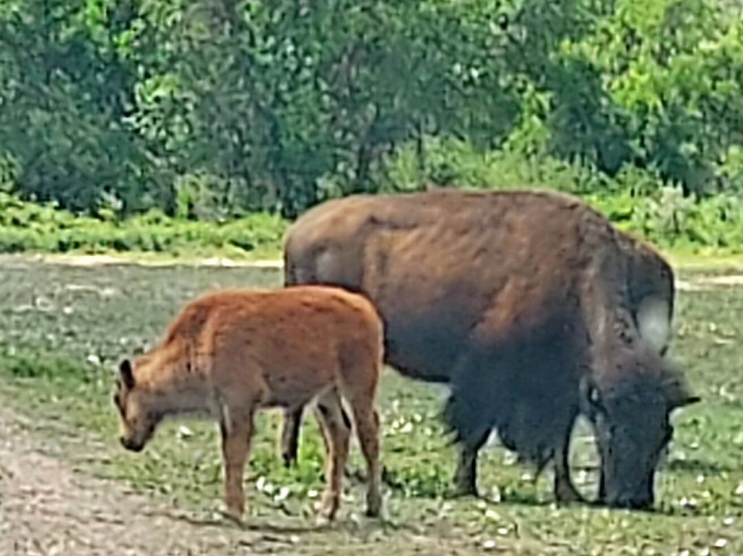 Theodore Roosevelt National Park-Medora必去景点