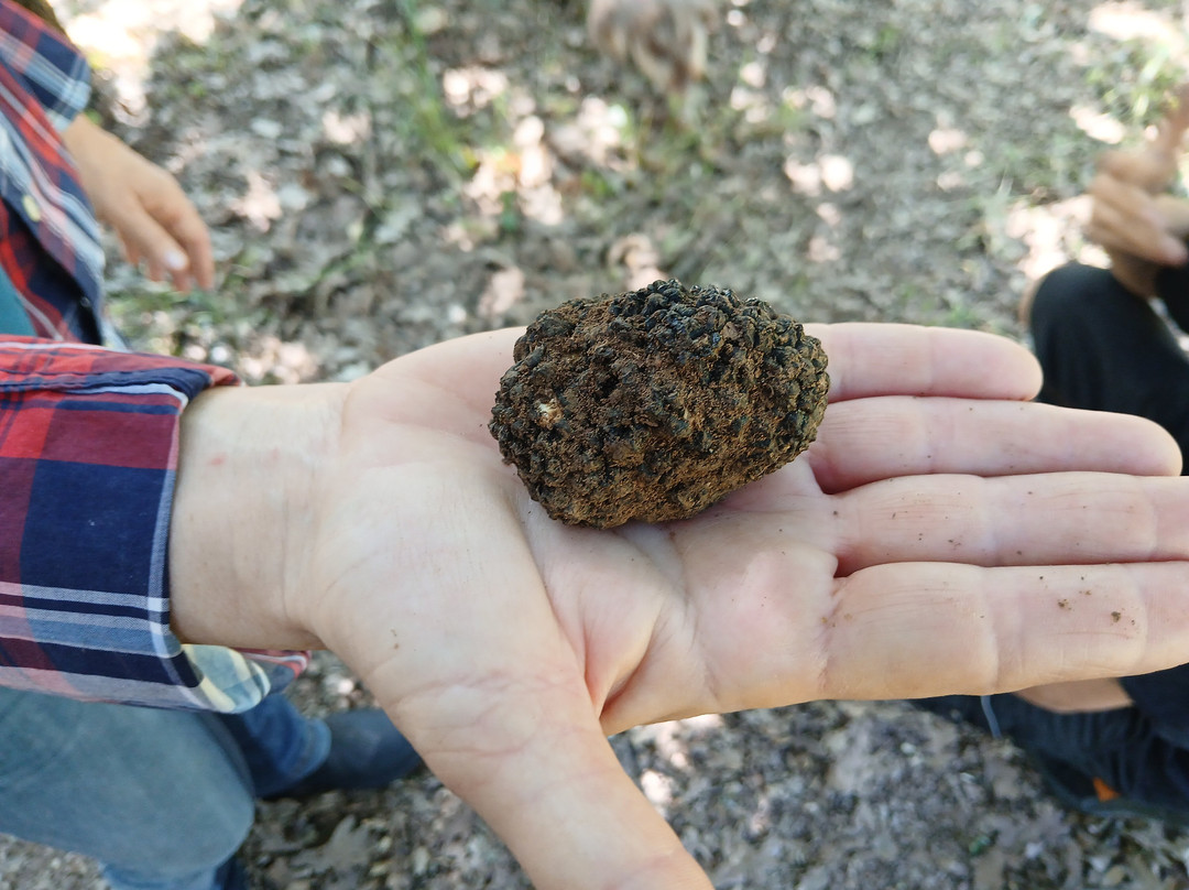 Truffle Hunting-卡兰巴卡必去景点