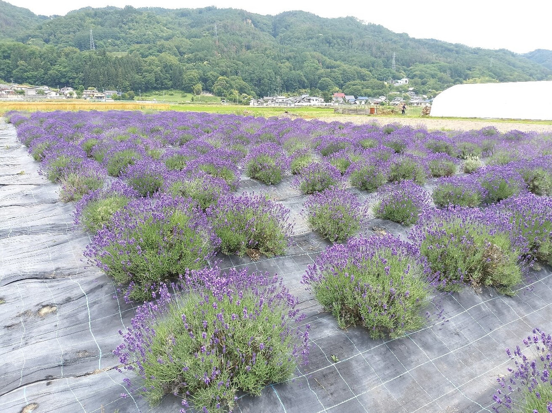 Michi no Eki Ikedamachi Herb Center-池田町必去景点