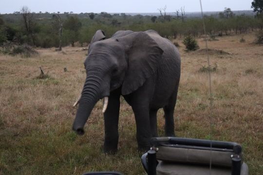 Umkumbe Safari Lodge-旅行者