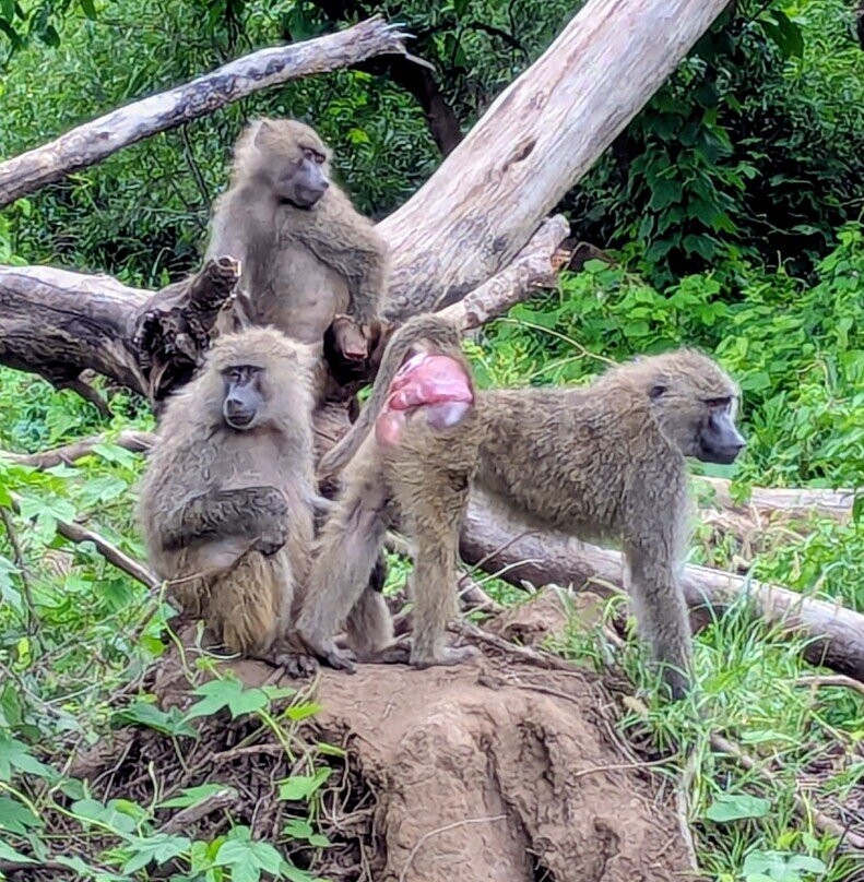 Ngorongoro Crater-恩戈罗恩戈罗保护区必去景点