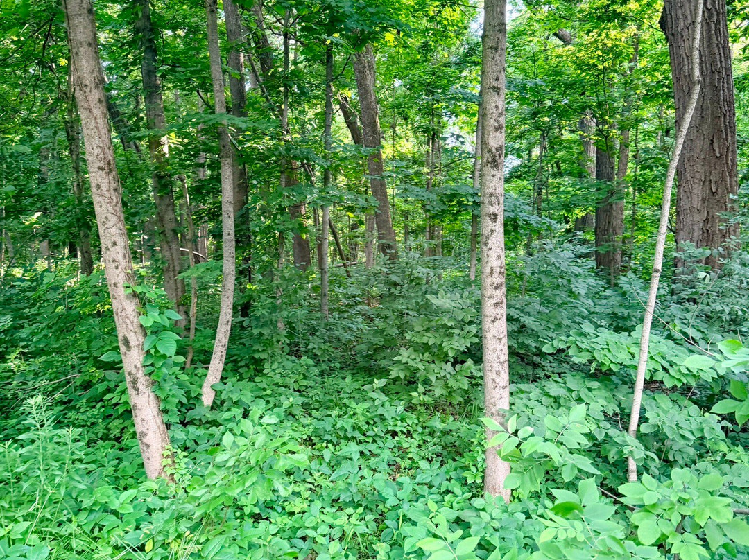 Busse Woods Trail System-埃尔克格罗夫村必去景点