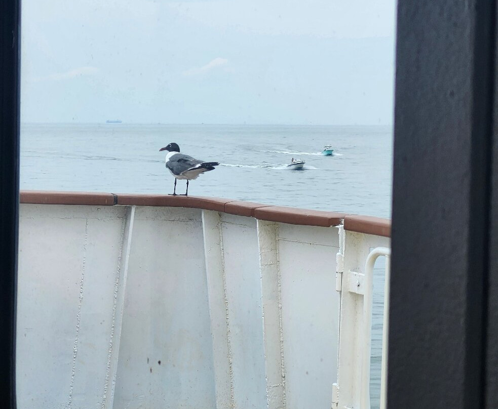 Cape May - Lewes Ferry-刘易斯必去景点