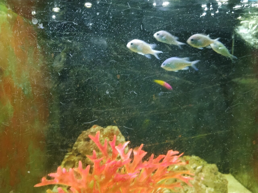 Aquarium Of Faliraki (Aquaworld)-Faliraki必去景点