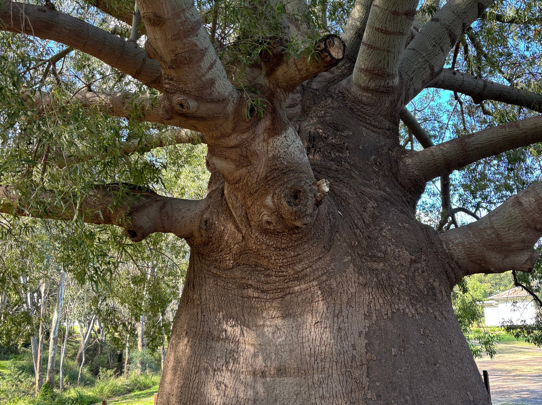 Roma's Biggest Bottle Tree-Roma必去景点