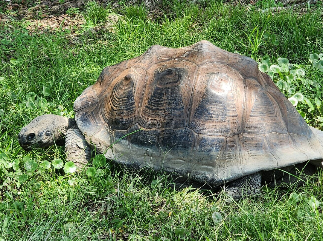 Baton Rouge Zoo-巴吞鲁日必去景点