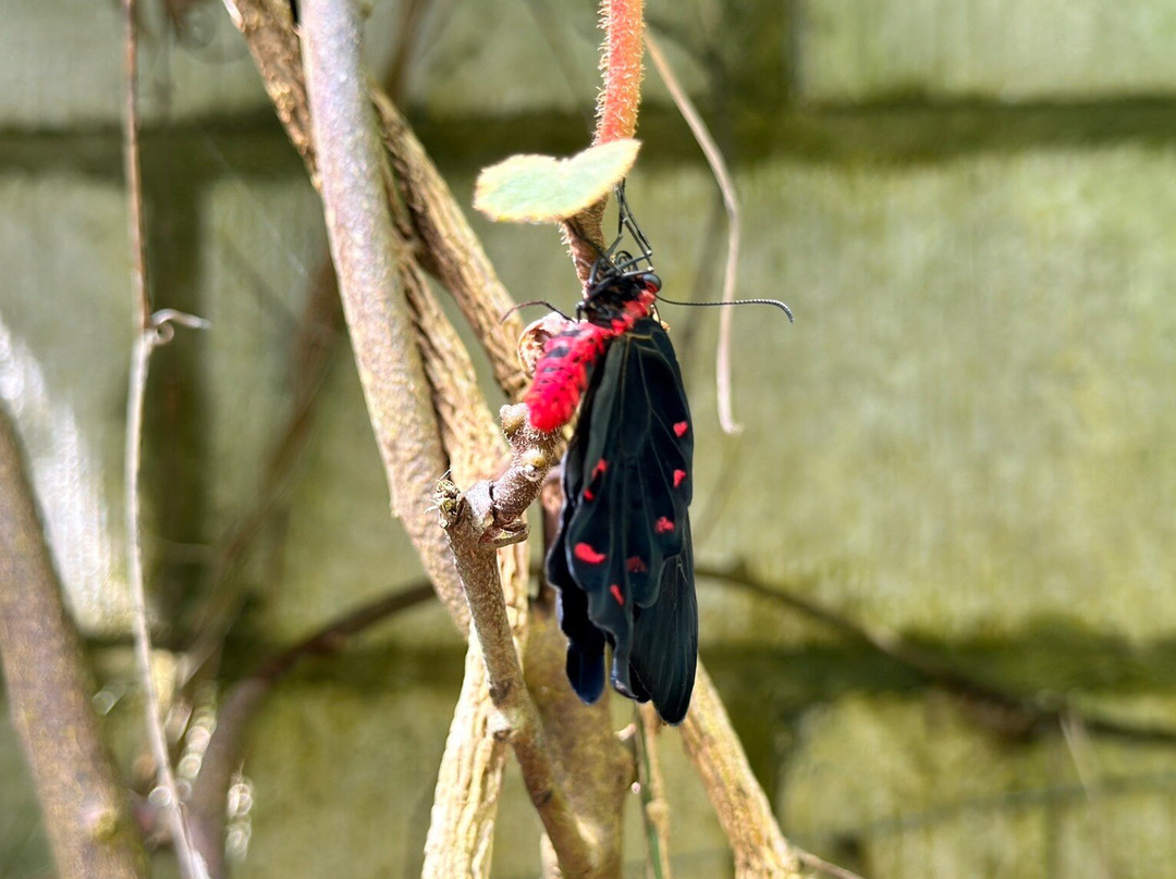 Buckfast Butterfly Farm And Dartmoor Otter Sanctuary-Buckfastleigh必去景点