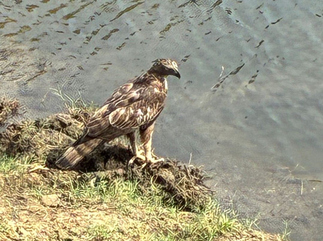 Minneriya Safari Tours-哈巴拉娜必去景点