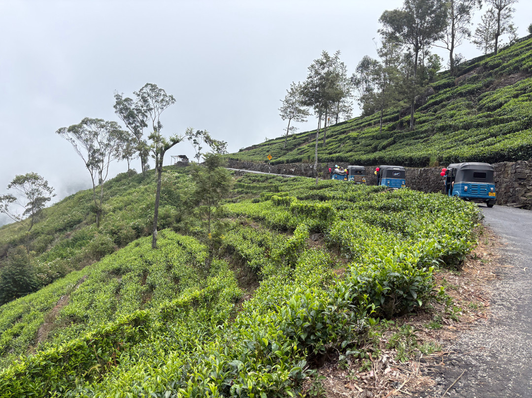 Go Tours Lanka-康提必去景点