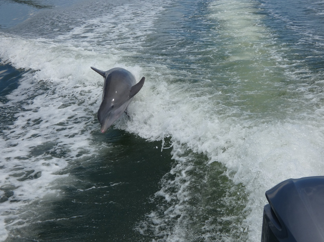Suncoast Adventure Tours And Charters-Osprey必去景点