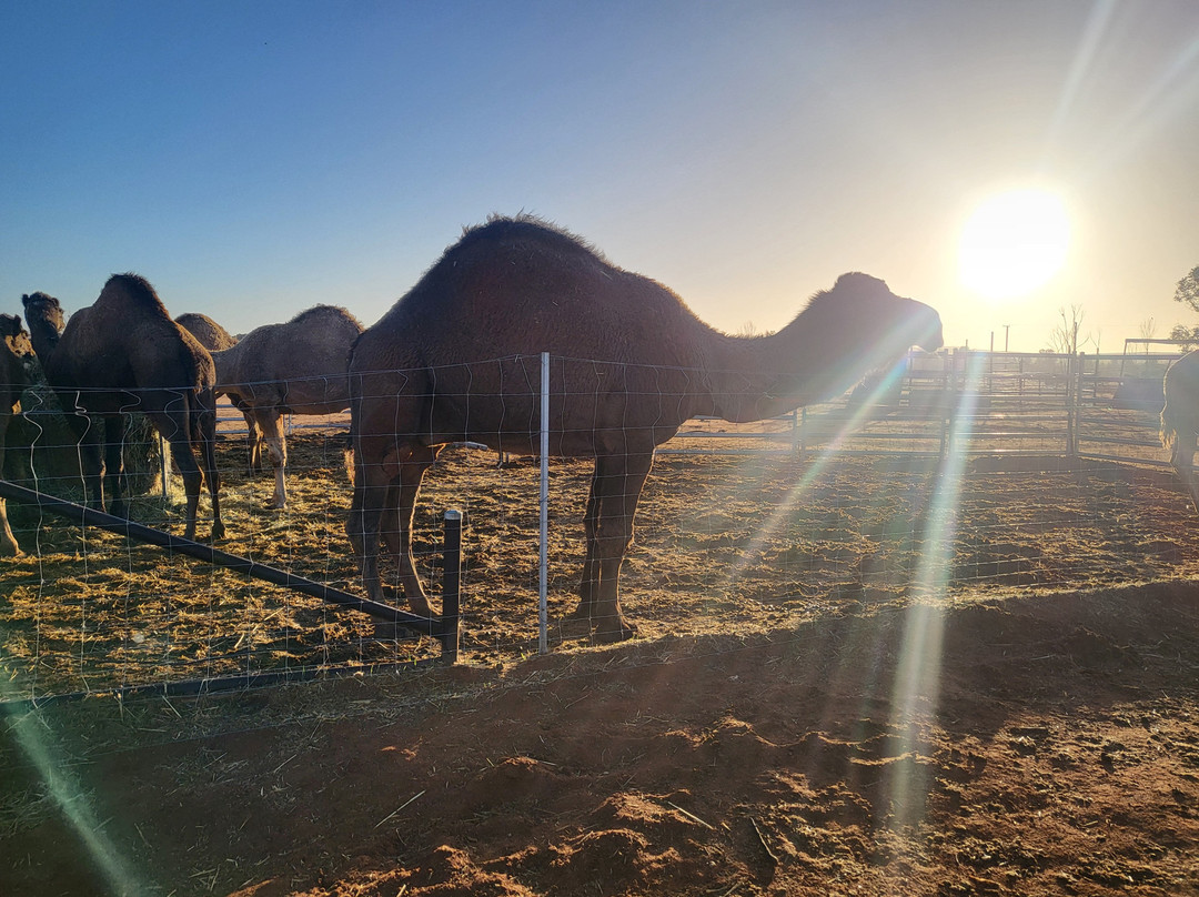 Silverton Outback Camels-Silverton必去景点