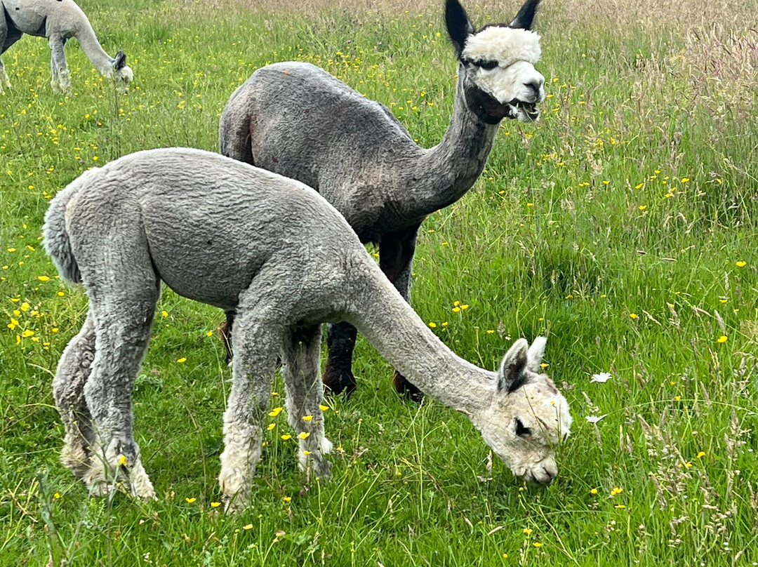 Alpaca Walking - With Spring Farm Alpacas-Fletching必去景点