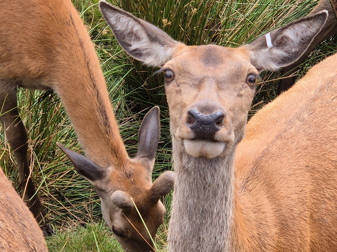 Bainloch Deer Park-Dalbeattie必去景点