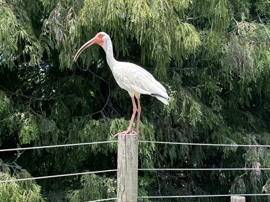 St. Augustine Alligator Farm Zoological Park-圣奥古斯丁必去景点