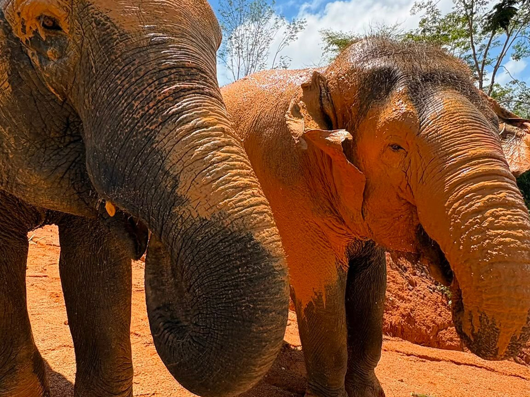 Phuket Elephant Care-奈通必去景点