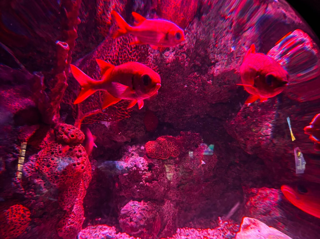 SEA LIFE Helsinki-赫尔辛基必去景点