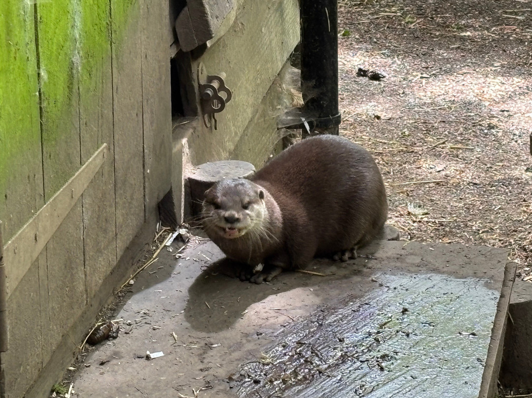 Dartmoor Zoological Society-Sparkwell必去景点