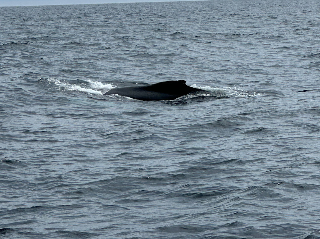 O'Brien's Whale and Bird Tours-Bay Bulls必去景点
