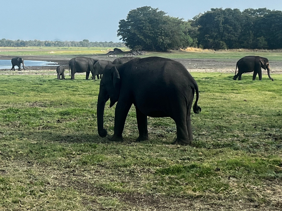 Hola Sri Lanka Tours-凯拉尼亚必去景点
