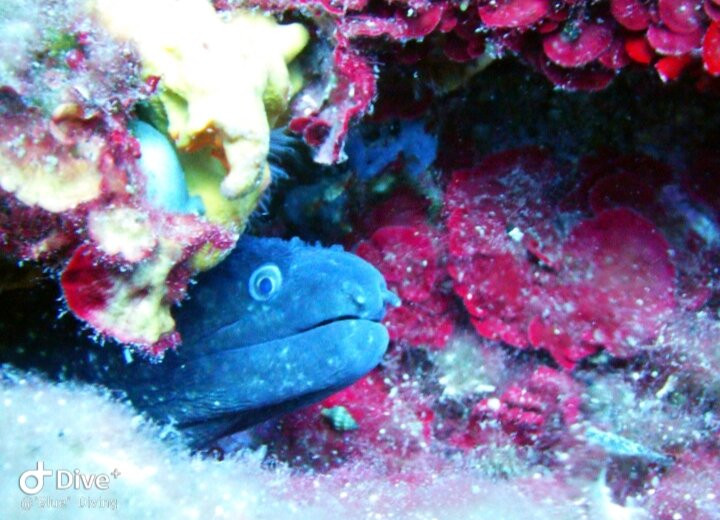 Blue Diving Center-Nea Potidea必去景点