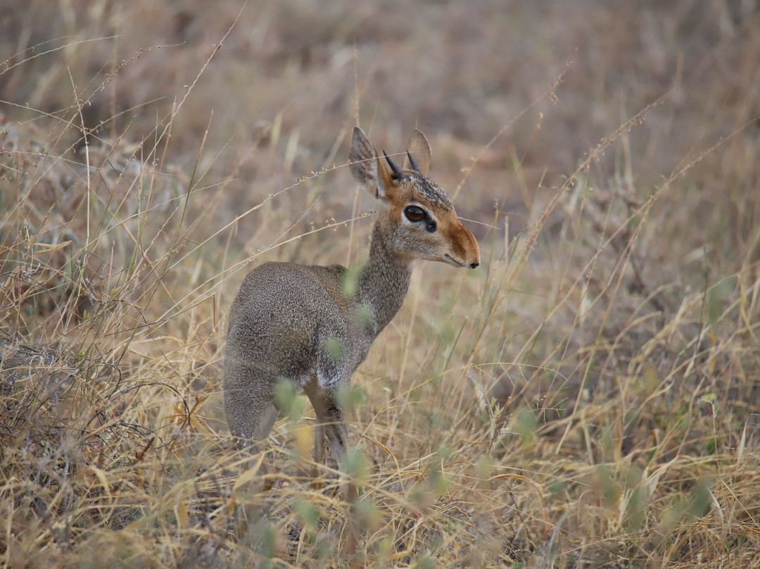 Samburu National Reserve-内罗毕必去景点