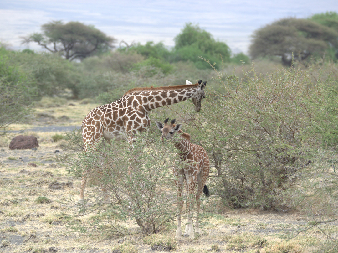Makasa Tanzania Safaris-莫西必去景点
