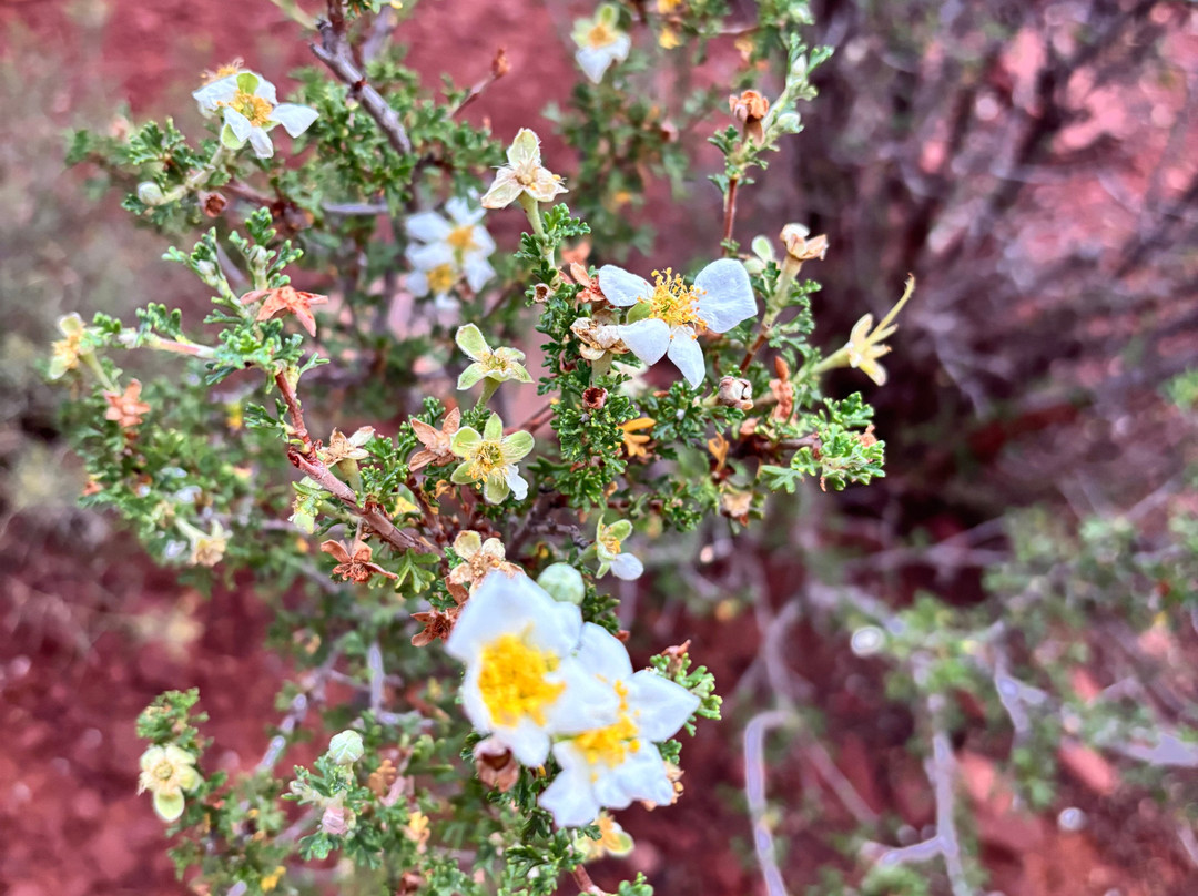 Vortex Yoga Hiking In Sedona-塞多纳必去景点