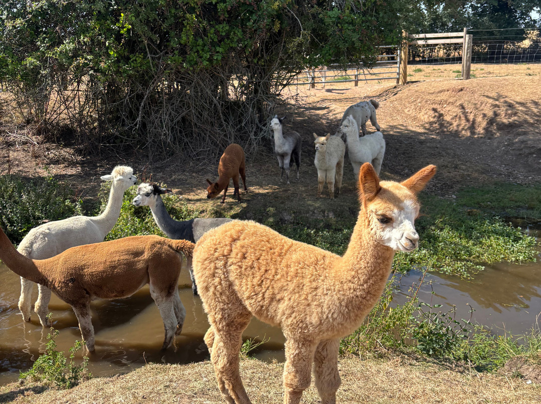 Faerie Tale Alpacas-凯尼尔沃思必去景点