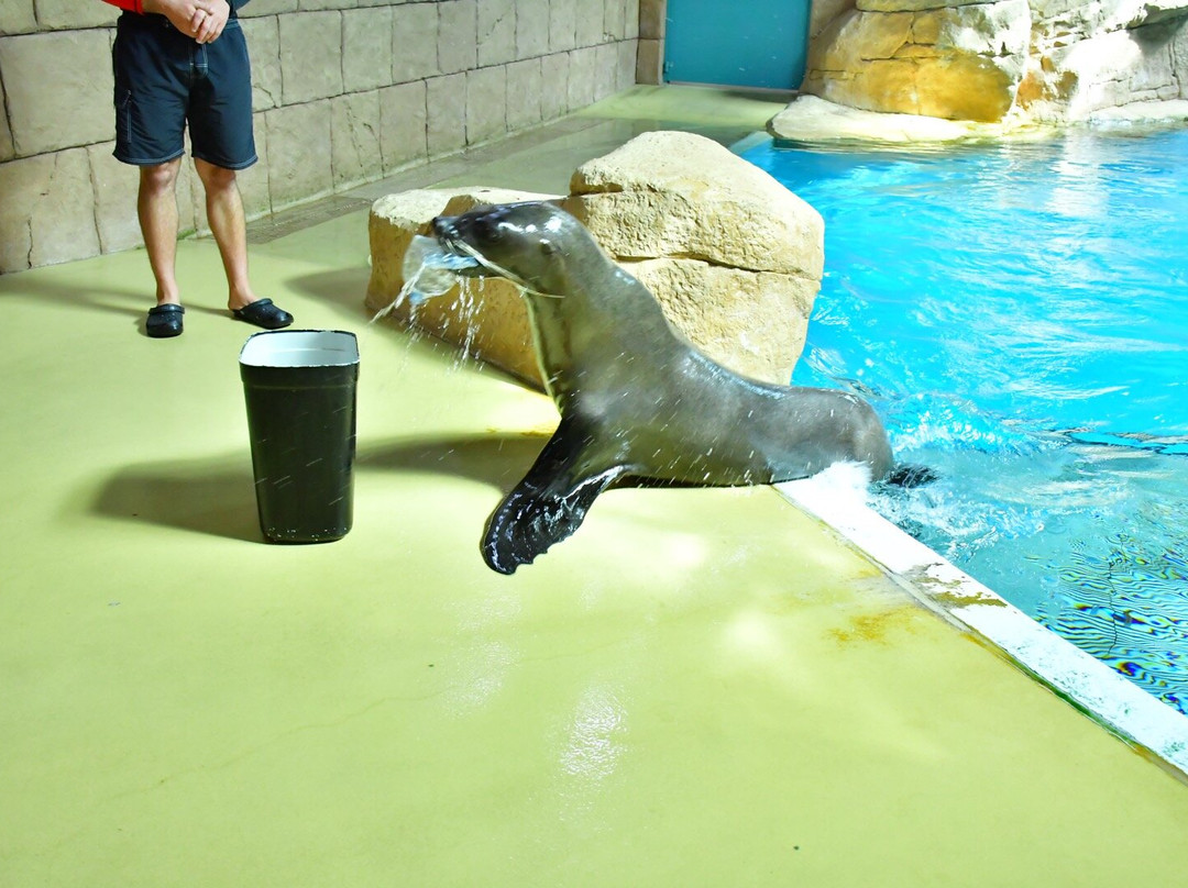 Sea Lion Point At Aquaventure World-迪拜必去景点