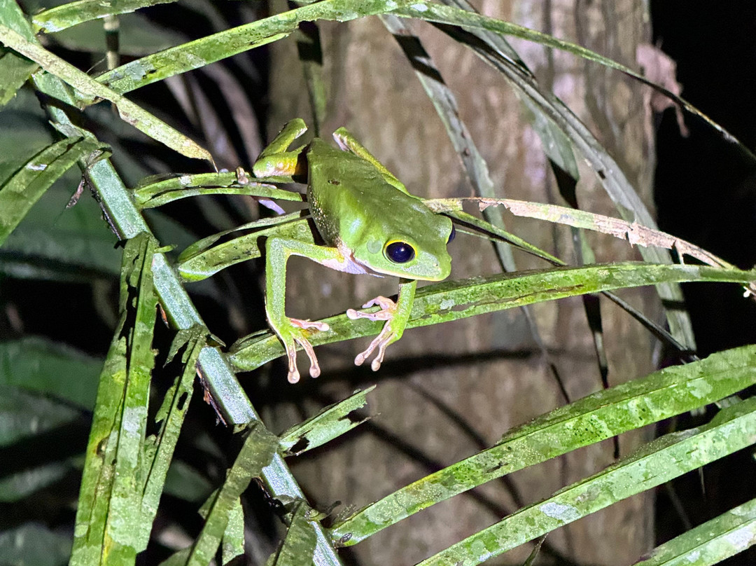 GREEN HOUSE TAMBOPATA-Filadelfia必去景点