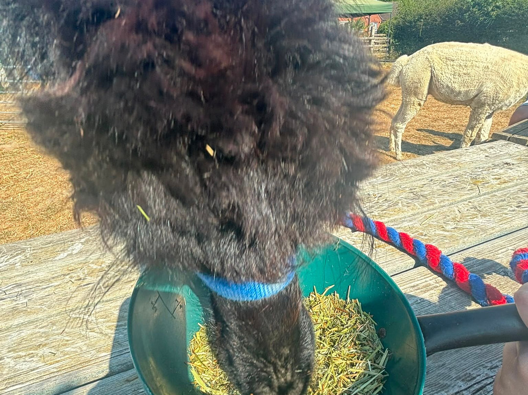 Me2you Burley Alpacas-Burley必去景点