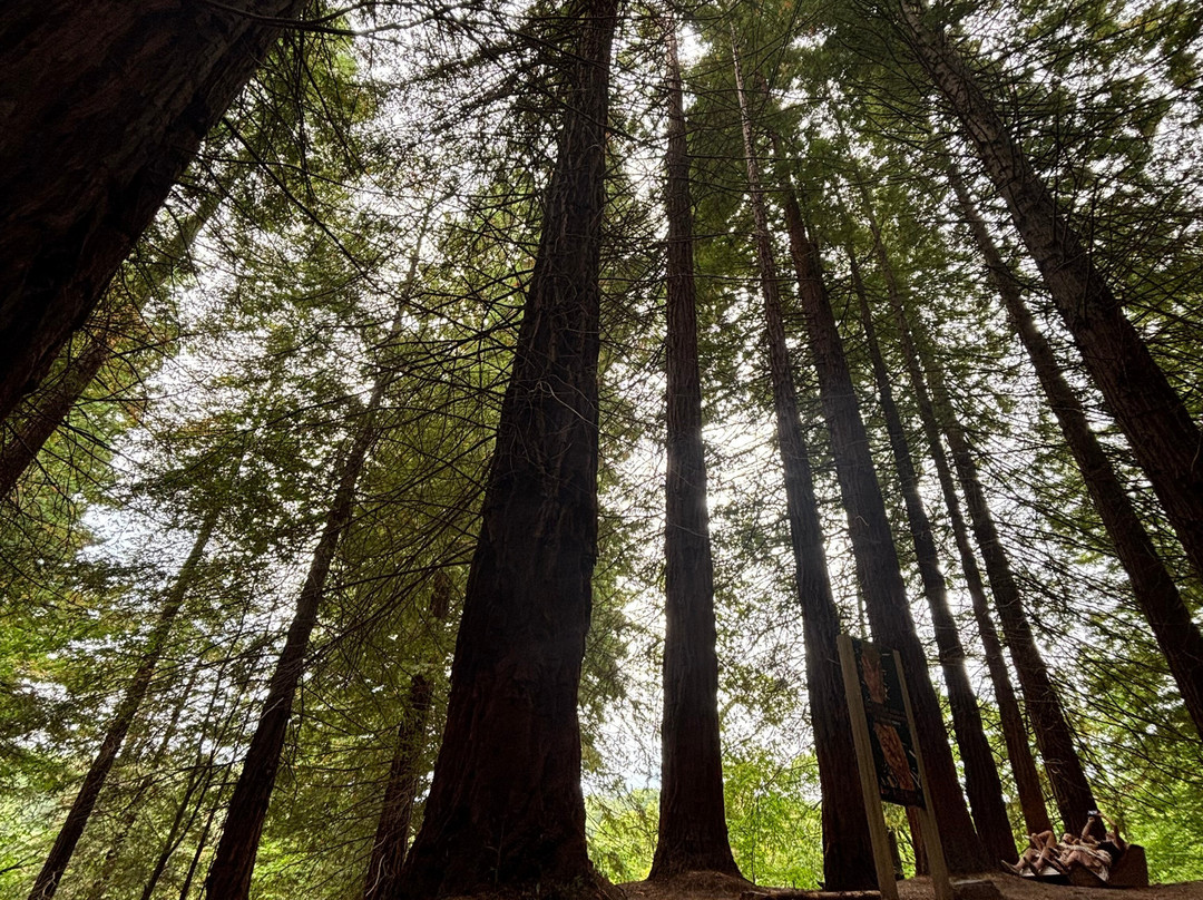 Natural Monument of the Sequoias of Monte Cabezón-Cabezon de la Sal必去景点