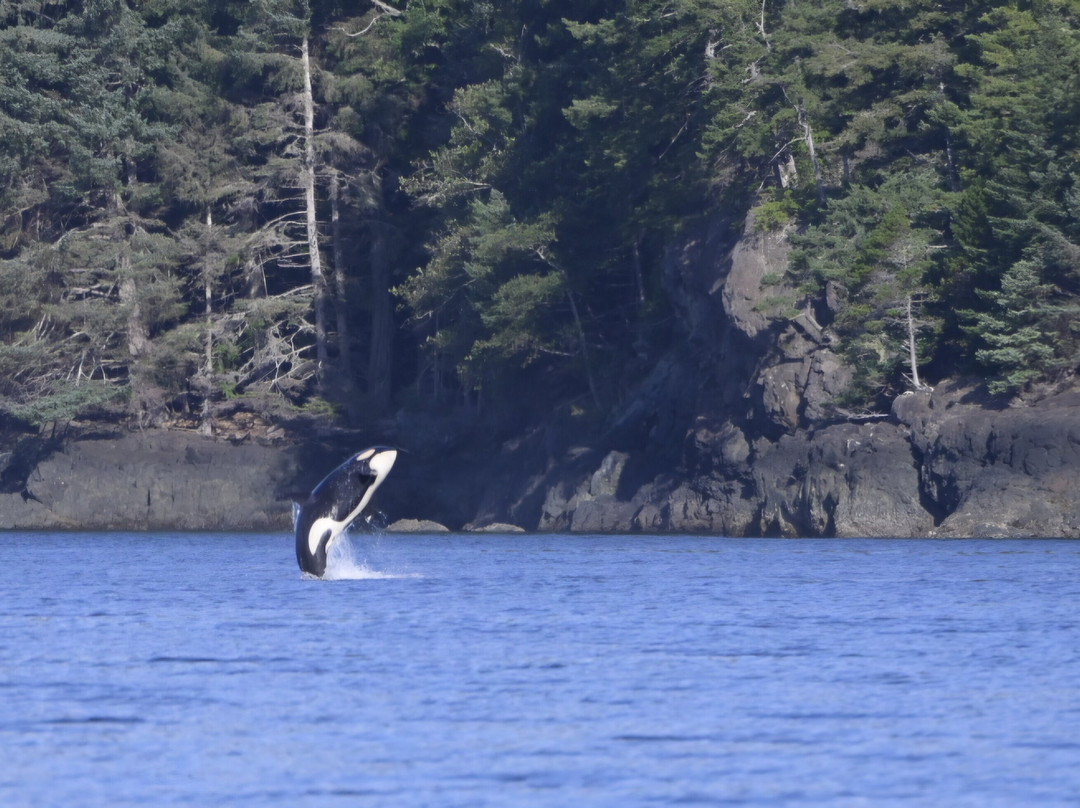 Seasmoke Whale Watching-Alert Bay必去景点