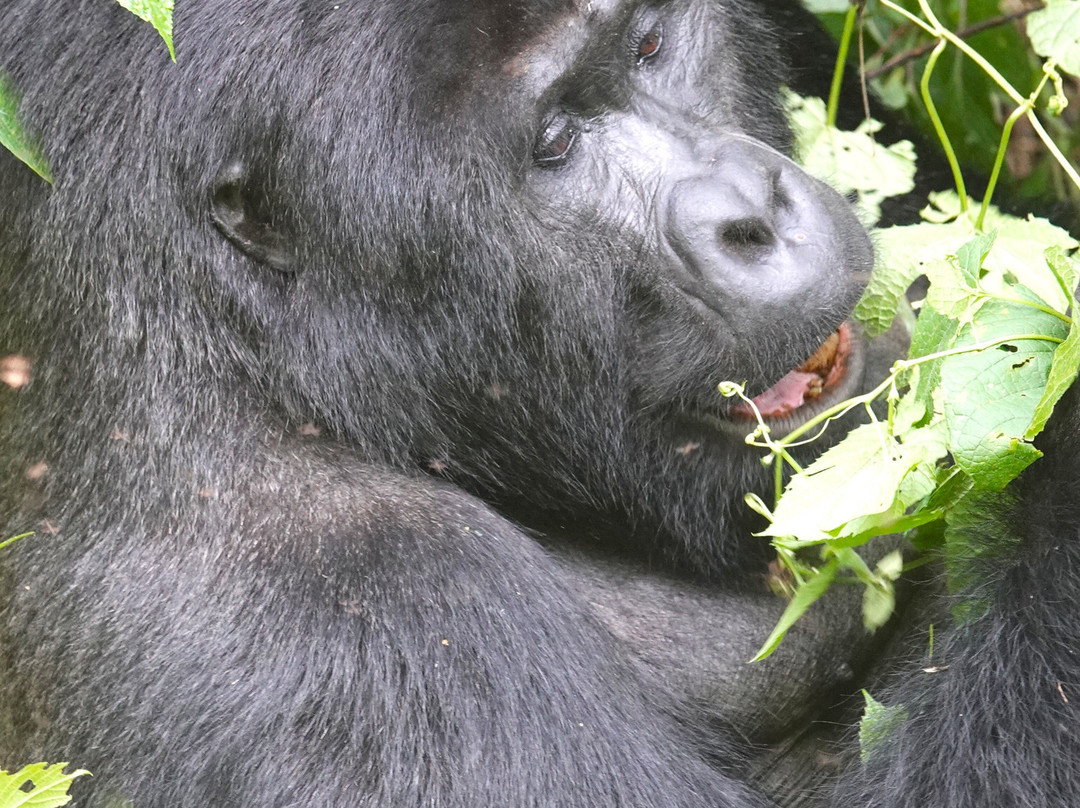 Hidden Gems of Uganda-卡巴莱必去景点
