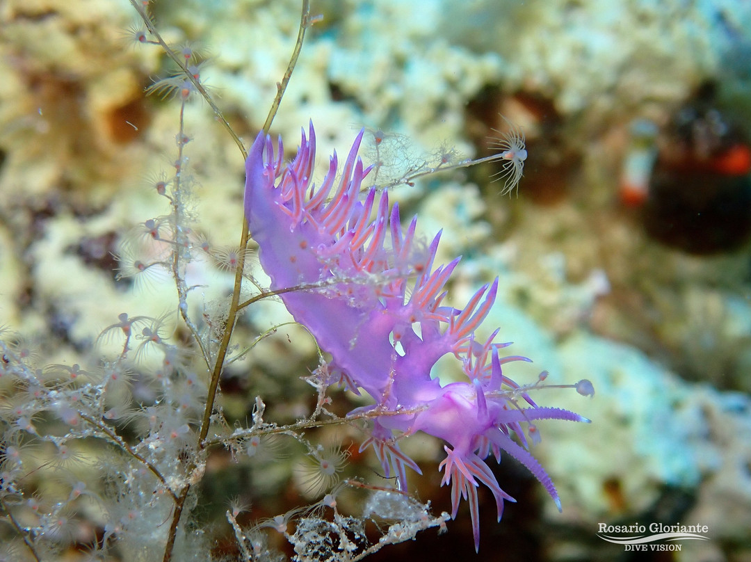 Lustrica diving-Ustica必去景点