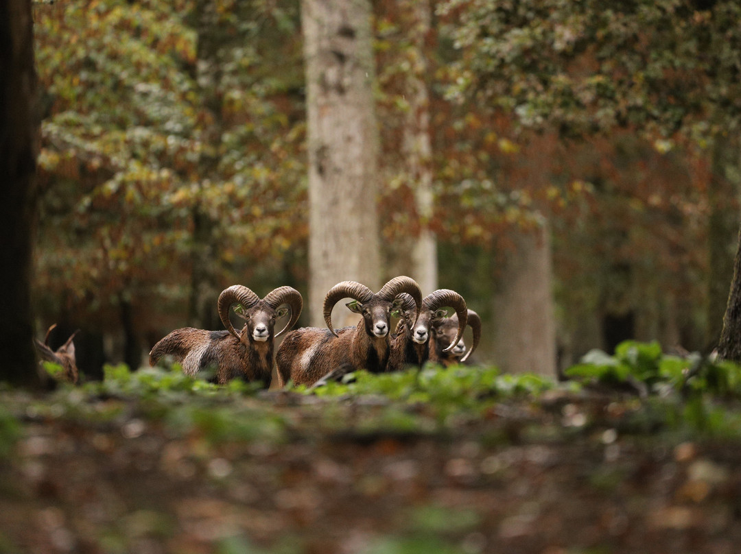 Parc Naturel de Boutissaint-Treigny必去景点