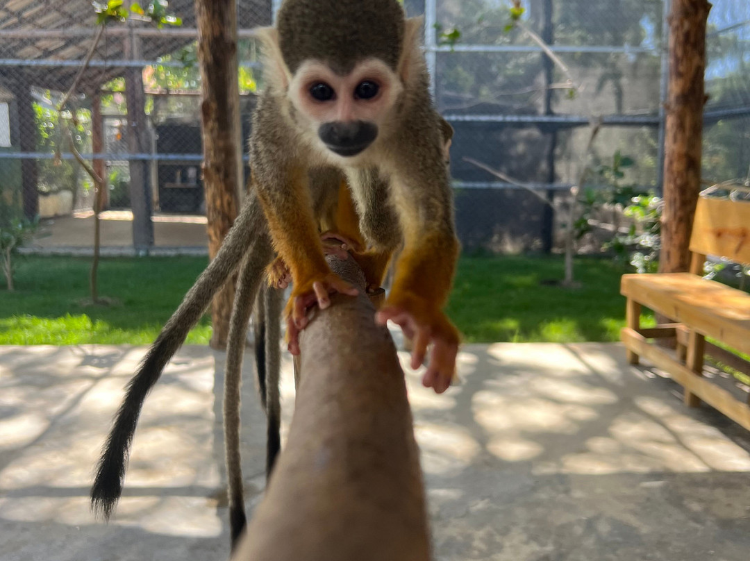 Monkey Park-普拉塔港必去景点