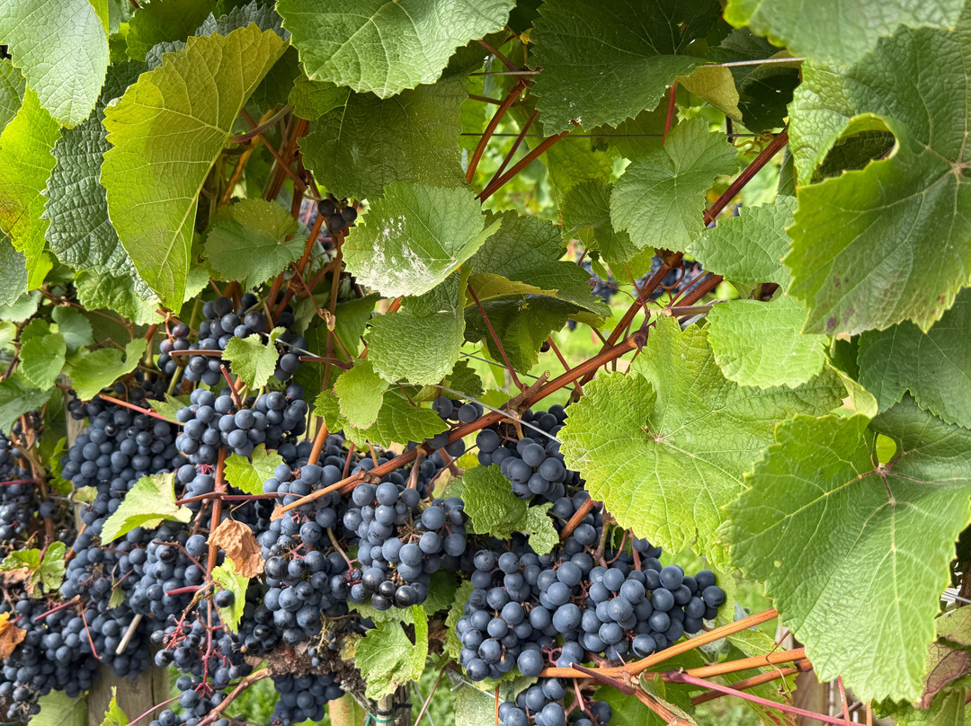 Yorkshire Heart Vineyard-约克必去景点