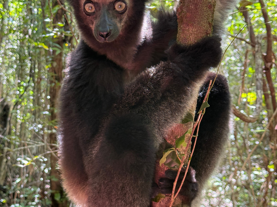 Wau Madagascar-安塔那那利佛必去景点