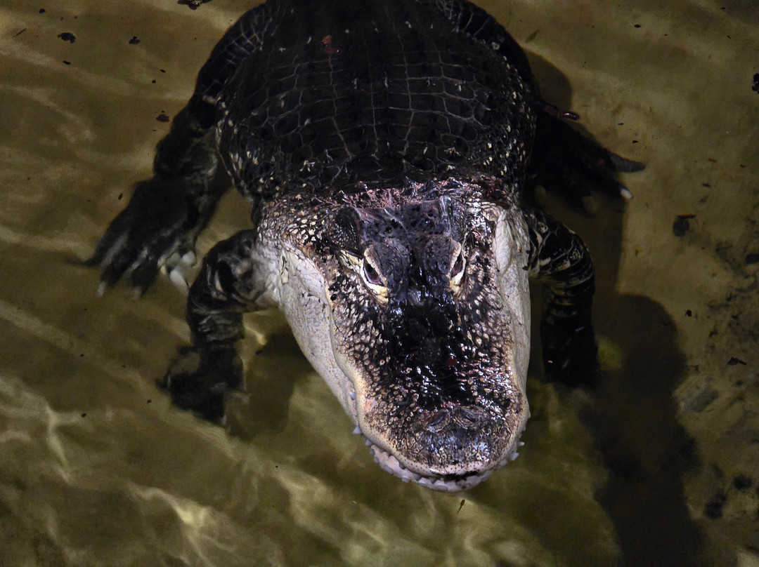 Crocodiles of the World-Brize Norton必去景点