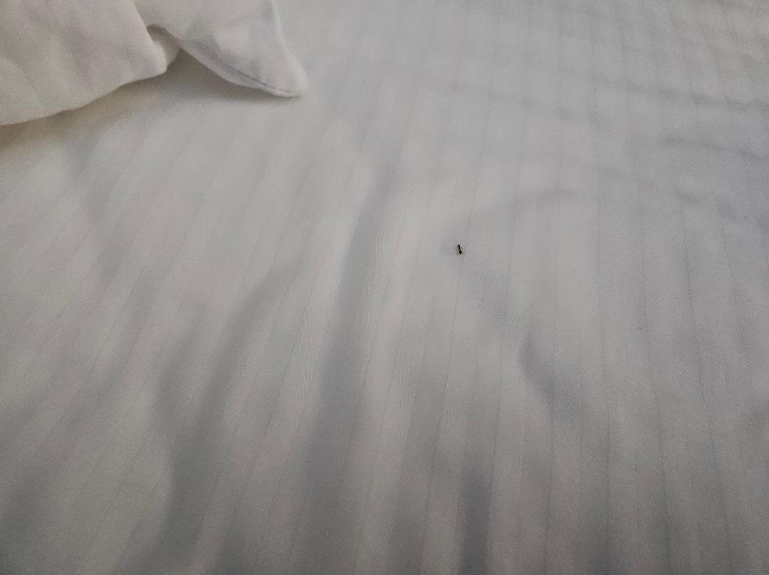 格伦罗斯拉昆塔温德姆套房酒店主图