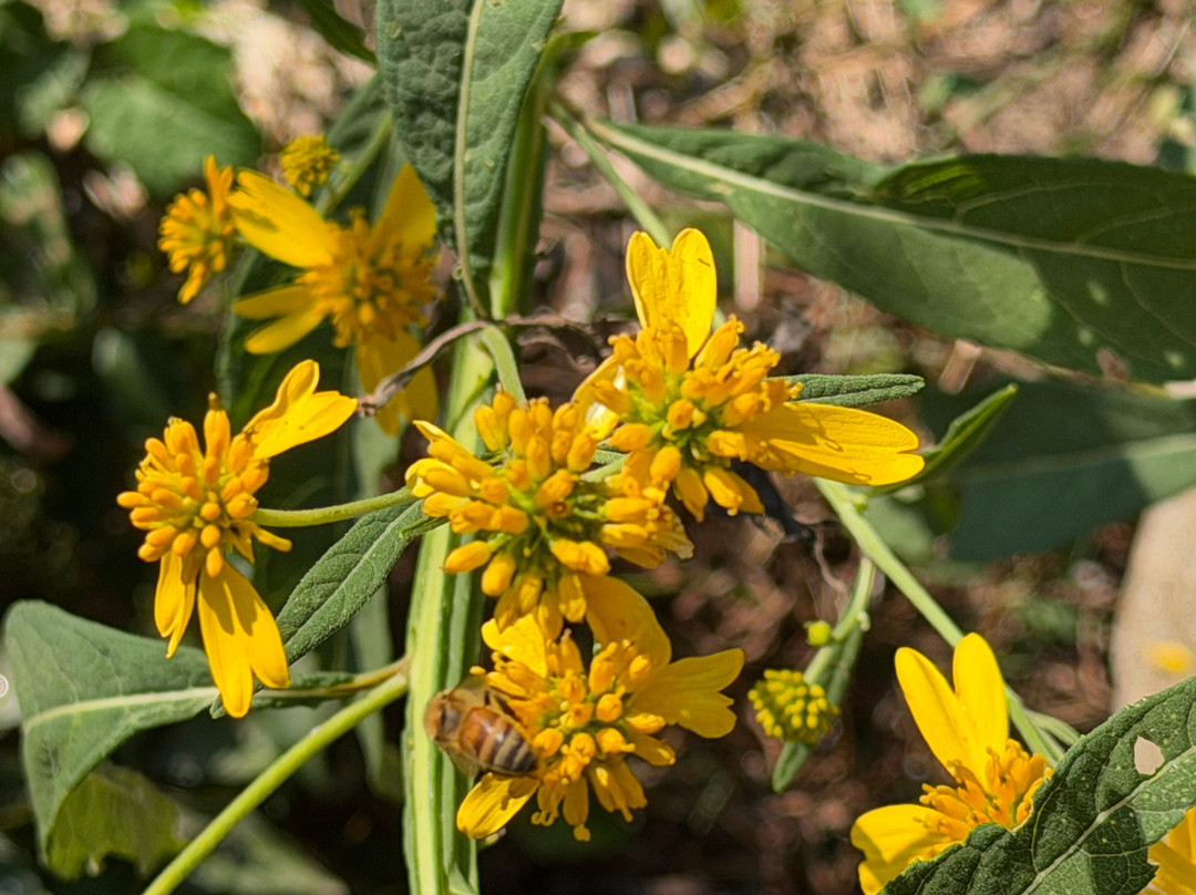 Asheville Botanical Garden-阿什维尔必去景点
