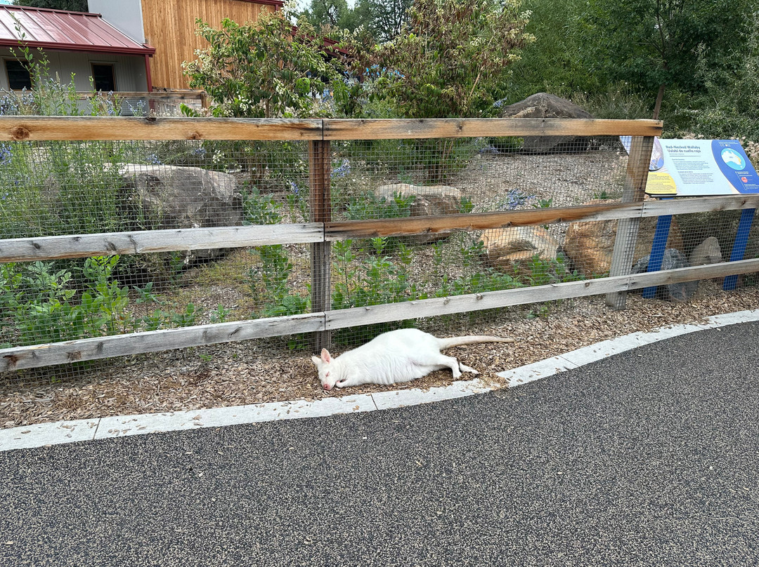 Denver Zoo-丹佛必去景点