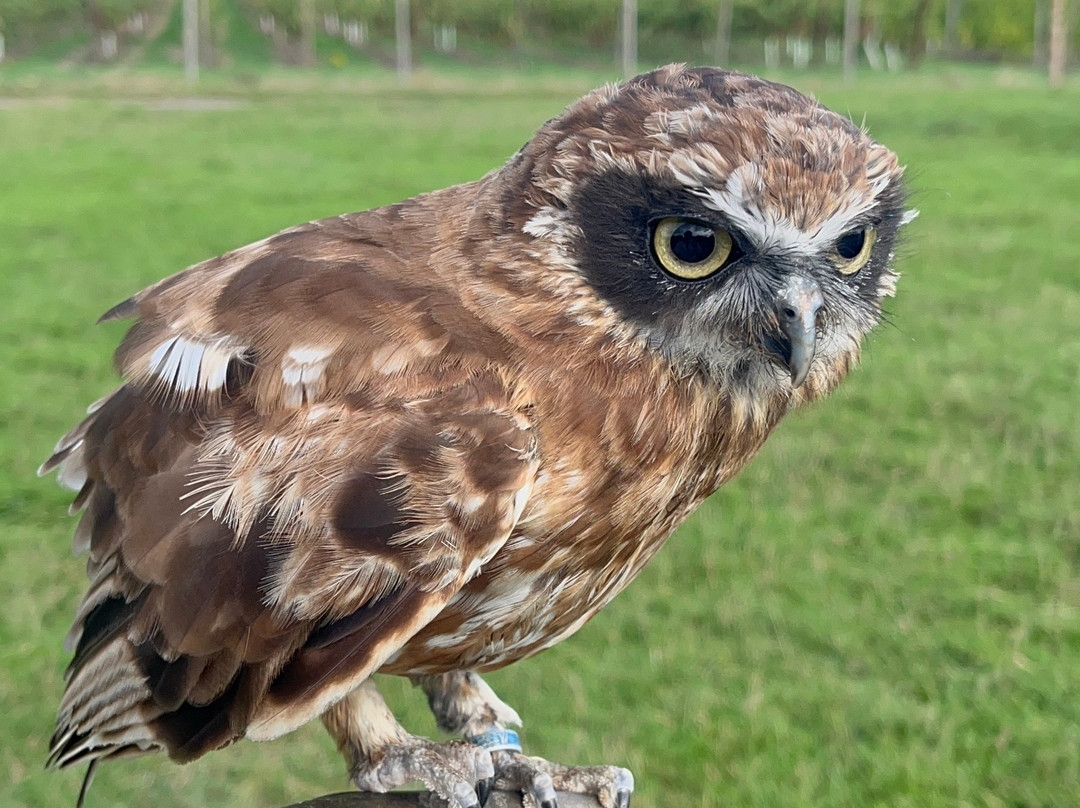 UK Owl And Raptor Centre-Groombridge必去景点