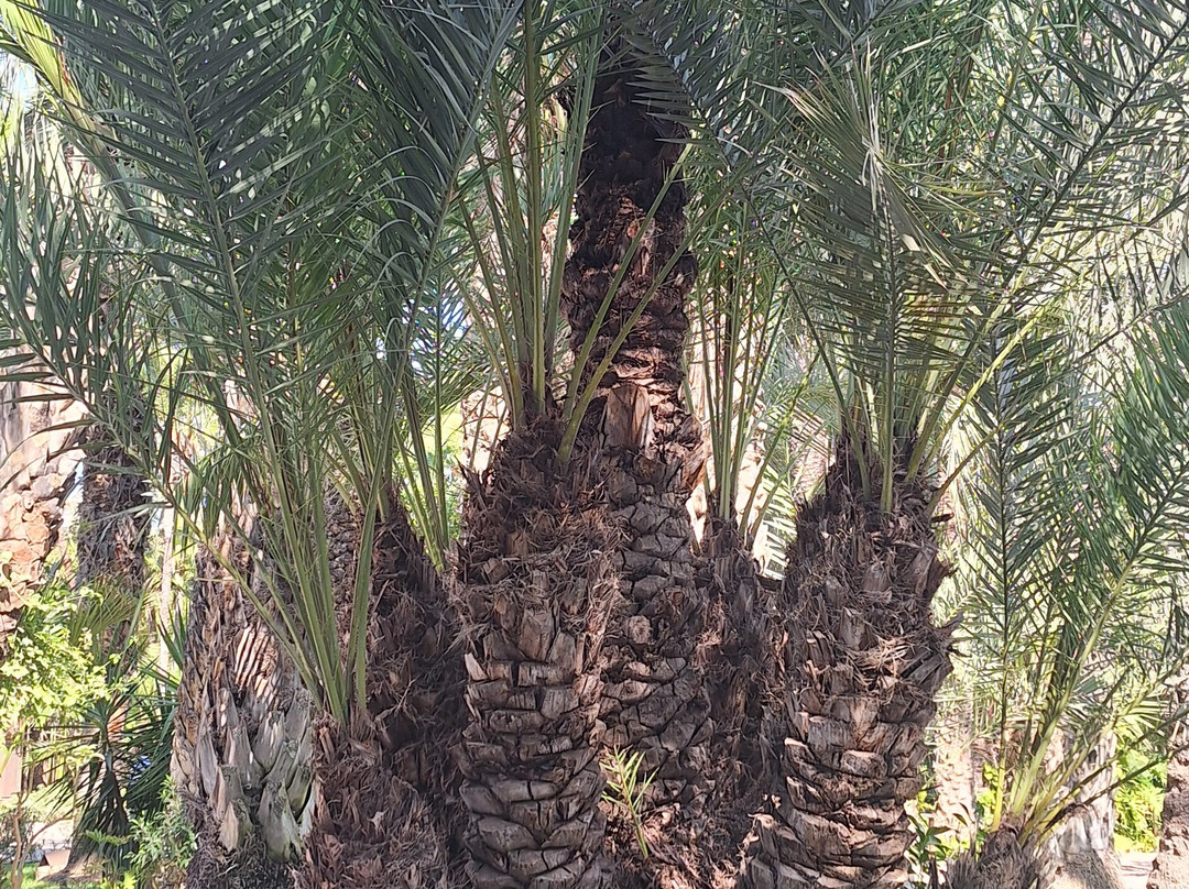 Jardín Artístico Nacional Huerto Del Cura-埃尔切必去景点