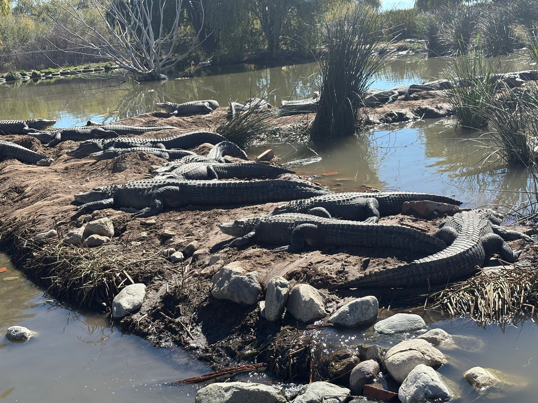 Colorado Gators Reptile Park-Mosca必去景点